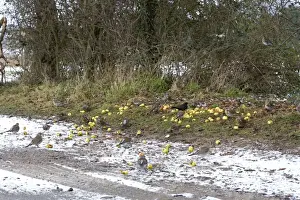 Fieldfares Prints: Fieldfare - feeding on crab apples beside track in winter - Breckland - Norfolk - UK