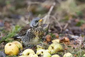 Fieldfares Prints: Fieldfare - feeding on crab apples winter time, Breckland, Norfolk, U. K