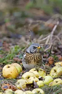 Fieldfare - feeding on crab apples winter time, Breckland, Norfolk, U. K