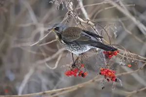 Fieldfares Prints: Fieldfare - feeding on gelder rose - Breckland Norfolk UK
