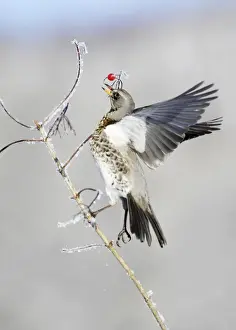 Fieldfare - feeding on Guelder Rose berries, winter, Lower Saxony, Germany