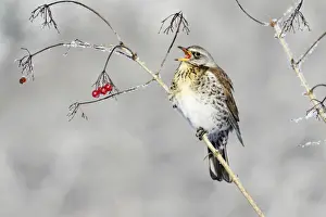 Fieldfare - feeding on Guelder Rose berries, winter, Lower Saxony, Germany