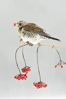 Fieldfare - feeding on Guelder Rose berries, winter, Lower Saxony, Germany