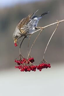Images Dated 10th February 2012: Fieldfare - feeding on Guelder Rose berries in winter