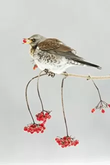 Images Dated 7th January 2009: Fieldfare - feeding on Guelder Rose berries, winter, Lower Saxony, Germany