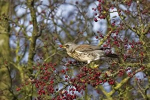 Images Dated 13th November 2008: Fieldfare - feeding on hawthorn berries