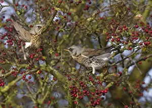 Hawthorn Prints: Fieldfare - feeding on hawthorn berries in Autumn - Breckland - Norfolk - UK