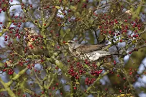 Fieldfare - feeding on hawthorn berries in Autumn - Breckland - Norfolk - UK