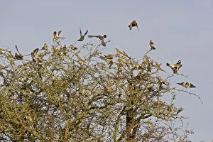 Images Dated 12th November 2008: Fieldfare - flock flying from Hawthorn bush later winter, Breckland, Norfolk, U. K