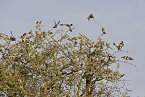 Fieldfares Prints: Fieldfare - flock flying from Hawthorn bush later winter, Breckland, Norfolk, U. K