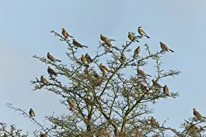 Hawthorn Prints: Fieldfare - flock perched on Hawthorn bush - Breckland - Norfolk - UK
