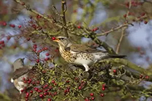 Hawthorn Prints: Fieldfare - with food in beak on Hawthorn bush