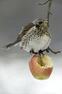 Fieldfare - In garden, feeding on apple in winter