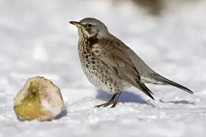 Fieldfare - In garden, feeding on apple in winter. Lower Saxony, Germany