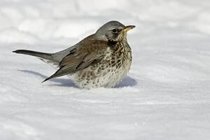 Images Dated 28th February 2005: Fieldfare - In garden, searching for food in winter. Lower Saxony, Germany