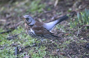 Images Dated 16th November 2004: Fieldfare On ground Winter