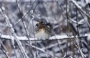 Fieldfares Prints: Fieldfare - In January snow. Oxon UK