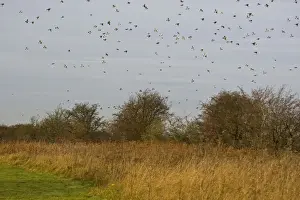 Mass Flock Prints: Fieldfare - mass flock flying over hawthorn hedge - Breckland - Norfolk - UK