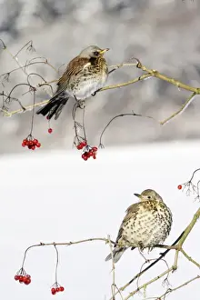 Thrushes Prints: Fieldfare - With Mistle Thrush (Turdus viscivorus) on Guelder Rose bush