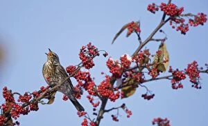 Fieldfare - perched on branch feeding on red berries in UK winter