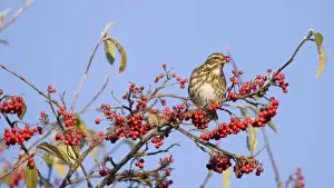 Fieldfare - perched on branch feeding on red berries in UK winter