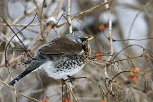 Images Dated 30th December 2005: Fieldfare - perched in gelder rose bush, winter time - Breckland - Norfolk - UK