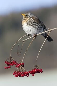 Images Dated 10th February 2012: Fieldfare - perched on Guelder Rose branch with