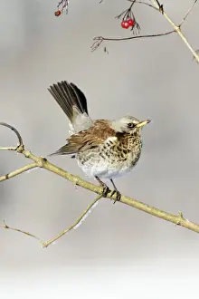 Fieldfares Prints: Fieldfare - perched in Guelder Rose bush, winter, Lower Saxony, Germany