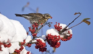 Fieldfare perched on snow covered tree feeding on red berries Fieldfare perched on snow covered tree feeding on red berries