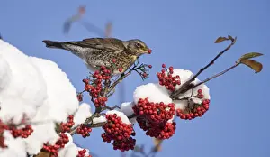Fieldfare perched on snow covered tree feeding on red berries in UK winter