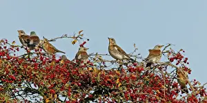 Fieldfare & Redwing - perched on Hawthorn bush October. Breckland Norfolk UK