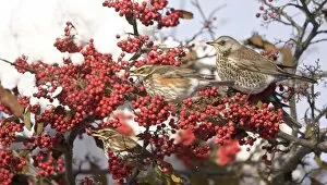 Fieldfare and Redwings (Turdus iliacus) perched on snow covered tree feeding on red berries