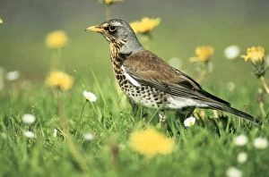 FIELDFARE - Searching for food on lawn