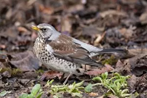 Images Dated 10th January 2009: Fieldfare - Single adult perching on ground. Wiltshire, England, UK