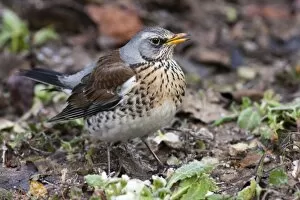Images Dated 10th January 2009: Fieldfare - single adult perching on ground. Wiltshire, England, UK