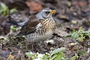 Natural World Prints: Fieldfare - single adult perching on ground. Wiltshire, England, UK