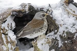 Images Dated 27th February 2005: Fieldfare - in snow. Alsace - France