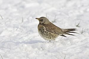 Images Dated 24th February 2005: Fieldfare - in snow. Alsace - France