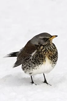 Images Dated 25th February 2005: Fieldfare - in snow. Alsace - France