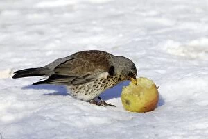 Fieldfare - in snow feeding on apple