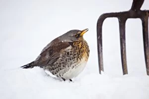 Fieldfare - in snow - with garden fork - winter