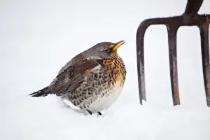 Thrush Prints: Fieldfare - in snow - with garden fork - winter - UK
