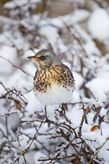 Images Dated 6th January 2010: Fieldfare - in snow - winter
