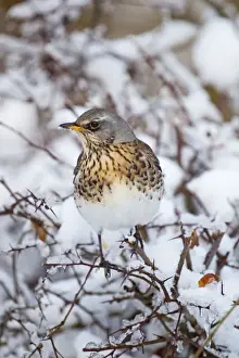 Thrush Prints: Fieldfare - in snow - winter - UK