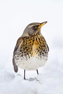 UK Wildlife Collection: Fieldfare in the Snow - Winter - UK