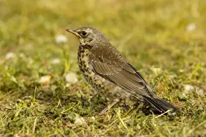 Fieldfares Prints: Fieldfare - Young on grass, Sweden
