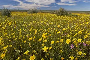 Floweriest Prints: Fields full of flowers - Matjesfontein Farm nature reserve