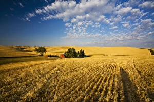Barn Gallery: Fields at harvest time, Palouse Country
