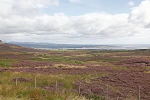 Fields of Heather - view point over Dornoch Firth