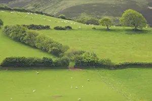 Hedgerows Prints: Fields around Malmsmead Exmoor National Park, Somerset, UK LA000379